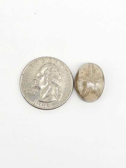 Sea Urchin (Sand Dollar) Fossil Cabochon – Mexican Echinoid
