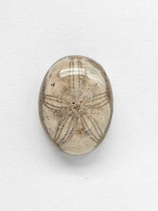 Sea Urchin (Sand Dollar) Fossil Cabochon – Mexican Echinoid