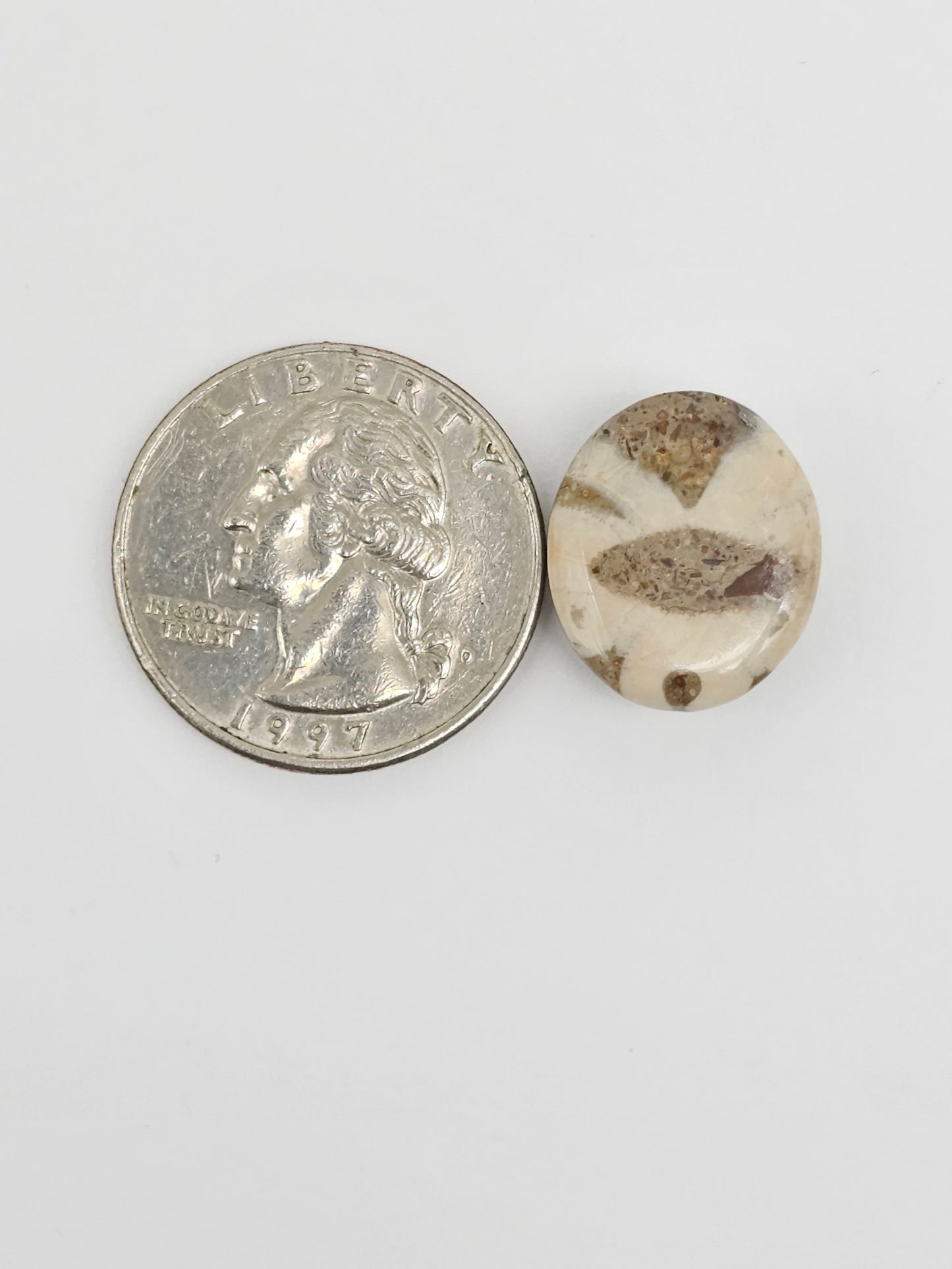 Sea Urchin (Sand Dollar) Fossil Cabochon – Mexican Echinoid