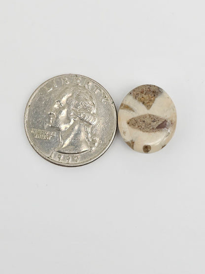 Sea Urchin (Sand Dollar) Fossil Cabochon – Mexican Echinoid
