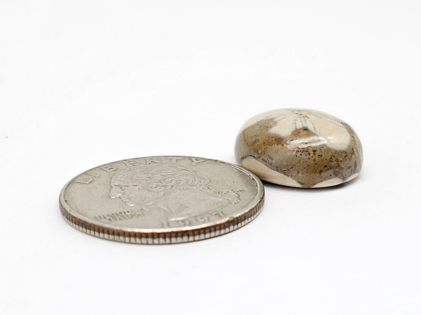 Sea Urchin (Sand Dollar) Fossil Cabochon – Mexican Echinoid