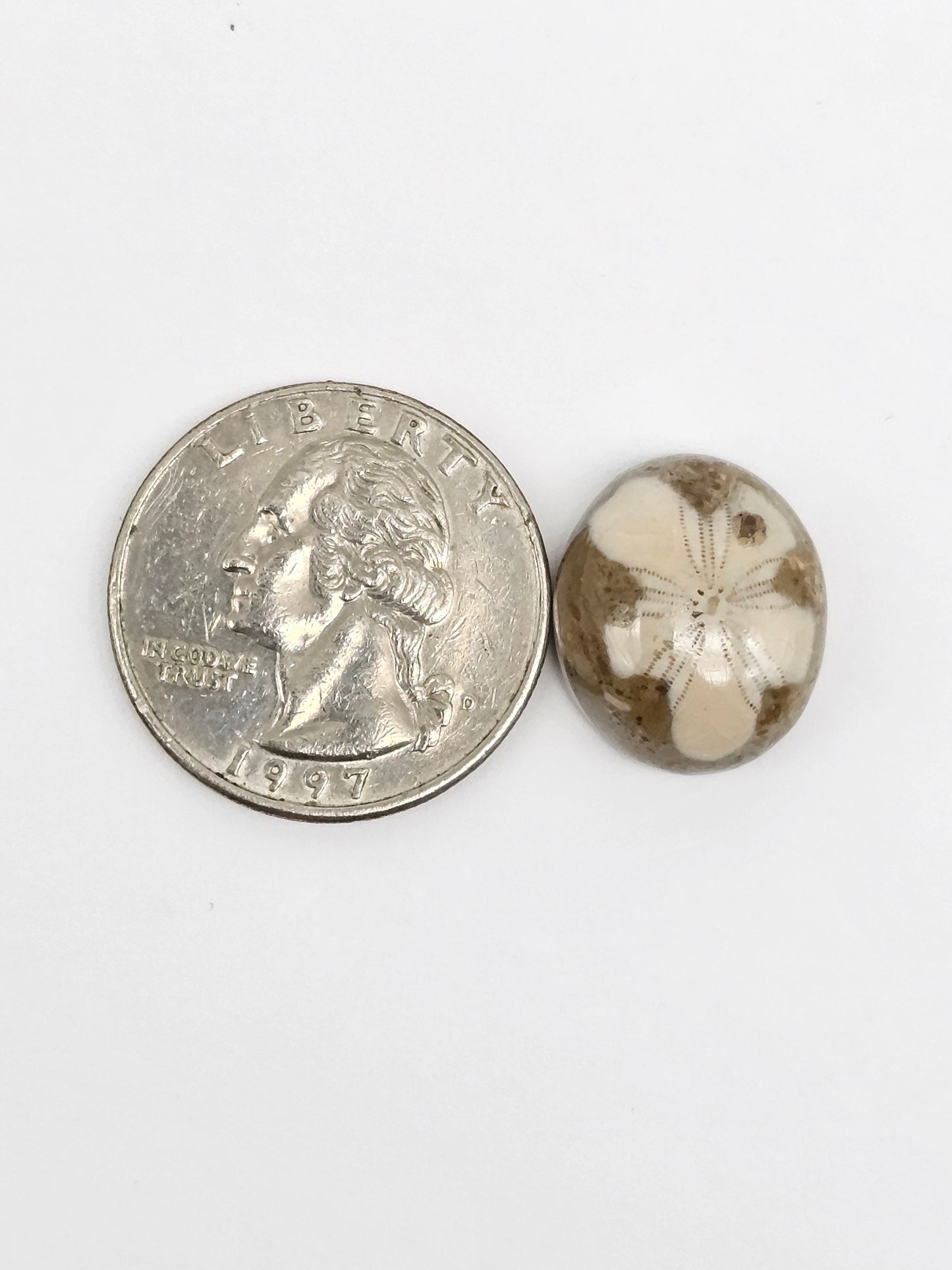 Sea Urchin (Sand Dollar) Fossil Cabochon – Mexican Echinoid