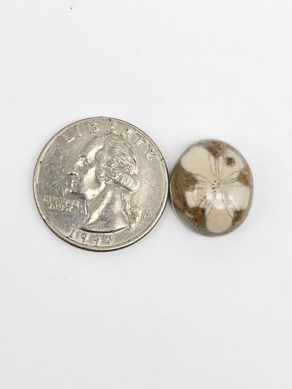 Sea Urchin (Sand Dollar) Fossil Cabochon – Mexican Echinoid