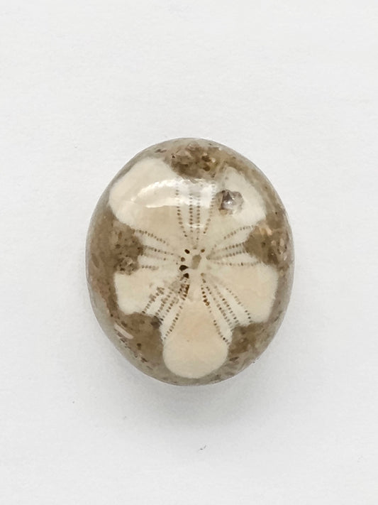 Sea Urchin (Sand Dollar) Fossil Cabochon – Mexican Echinoid