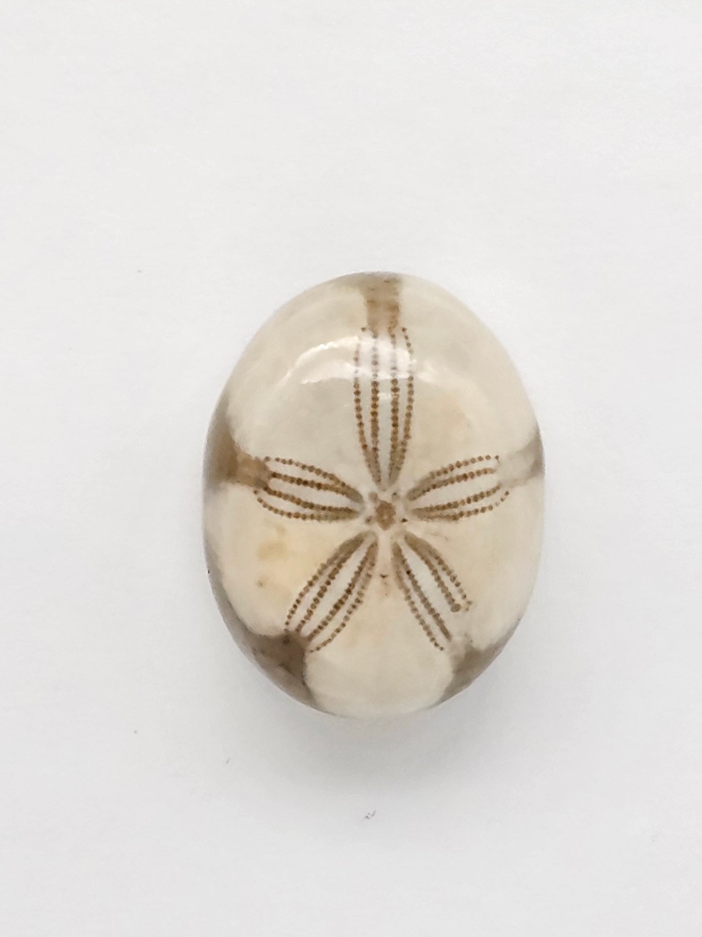 Sea Urchin (Sand Dollar) Fossil Cabochon – Mexican Echinoid