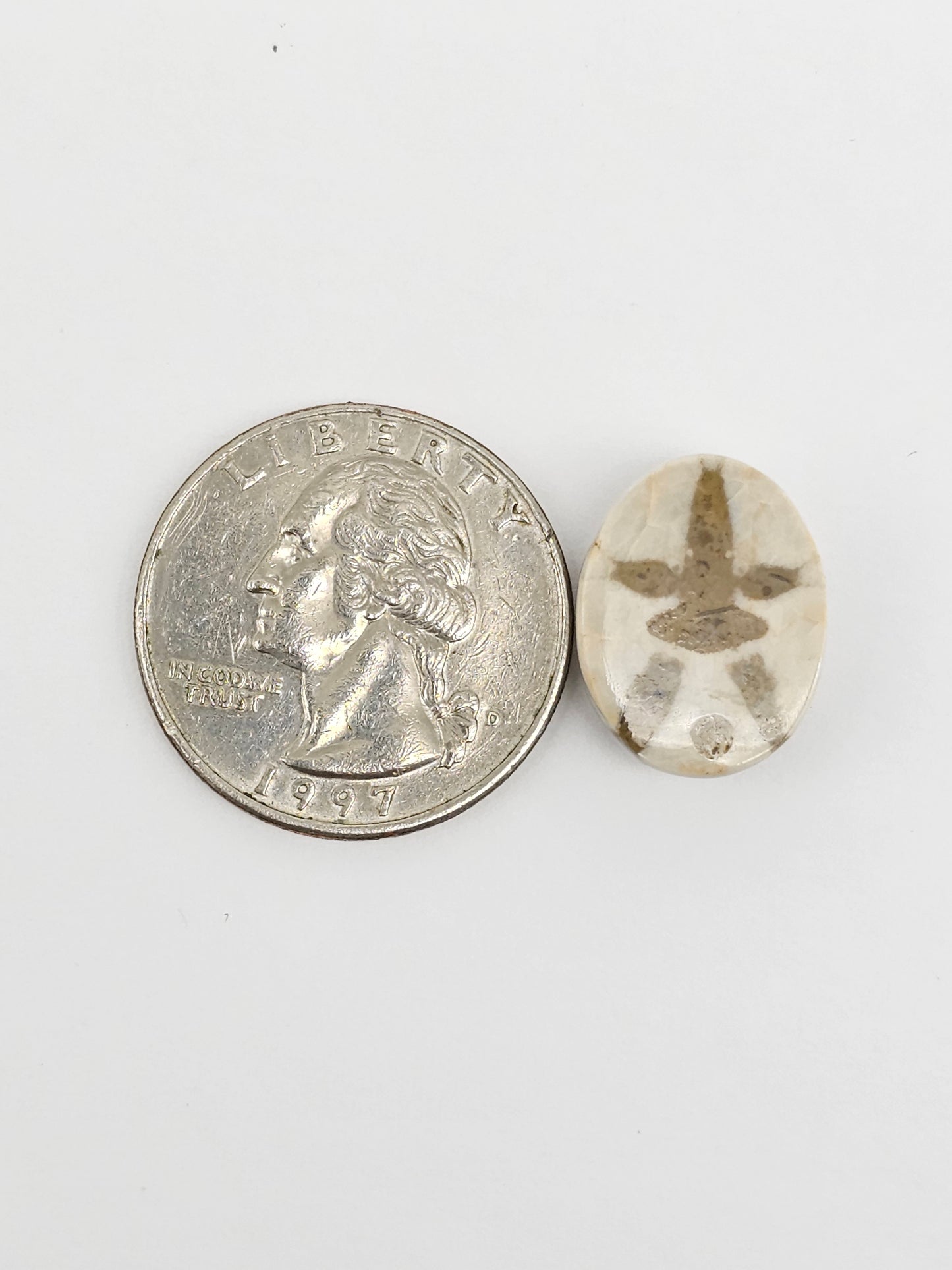 Sea Urchin (Sand Dollar) Fossil Cabochon – Mexican Echinoid