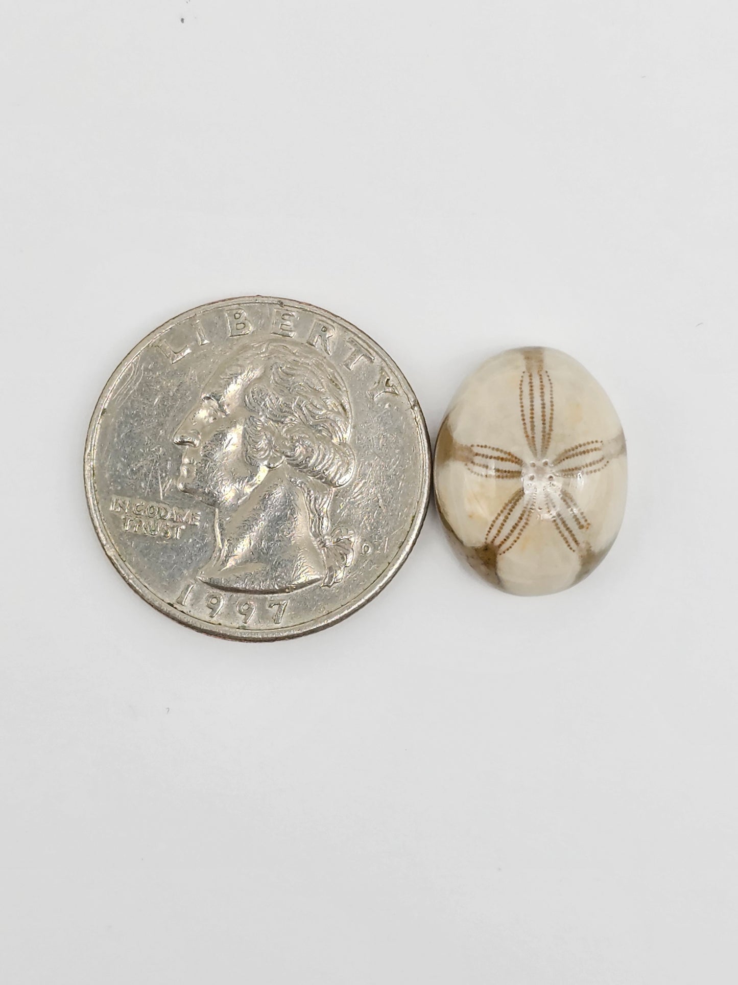 Sea Urchin (Sand Dollar) Fossil Cabochon – Mexican Echinoid