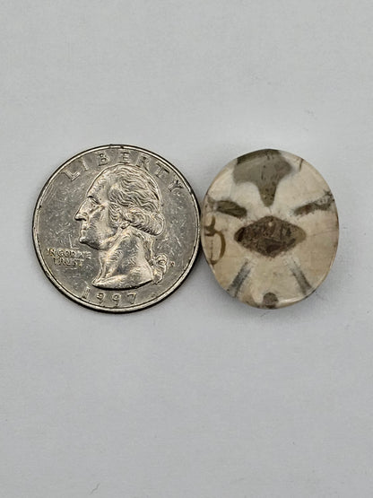 Sand dollar fossil medium