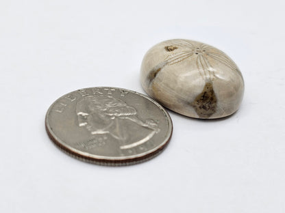 Sand dollar fossil medium
