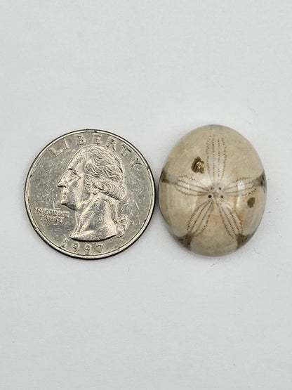 Sand dollar fossil medium