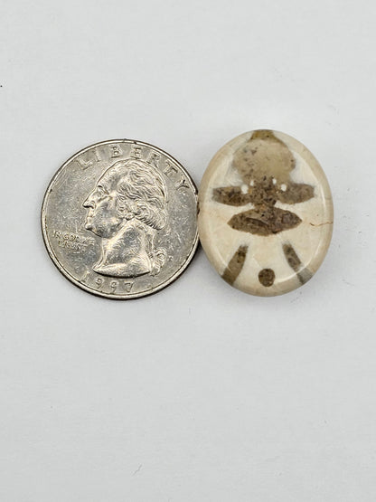 Sand dollar fossil medium