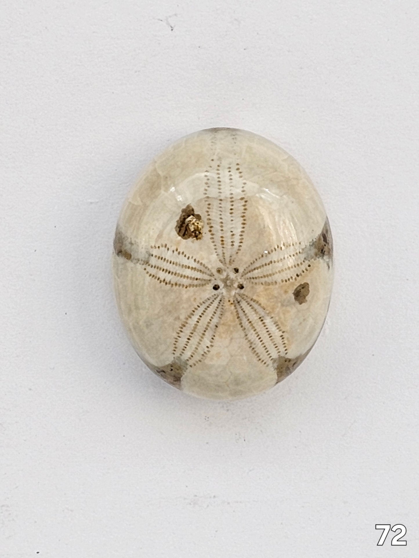 Sand dollar fossil medium