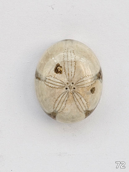 Sand dollar fossil medium