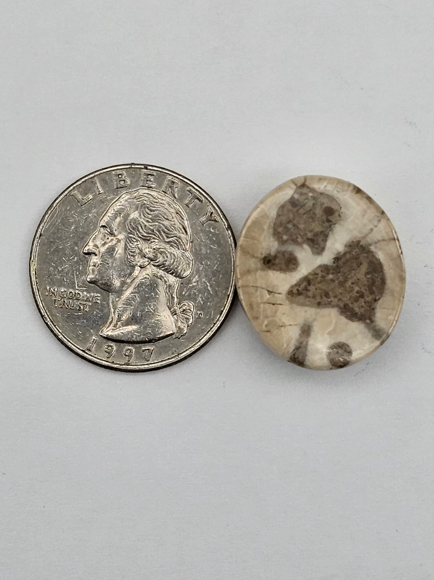 Sand dollar fossil medium