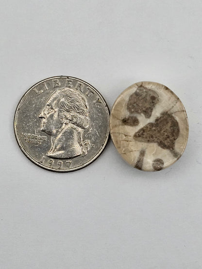 Sand dollar fossil medium
