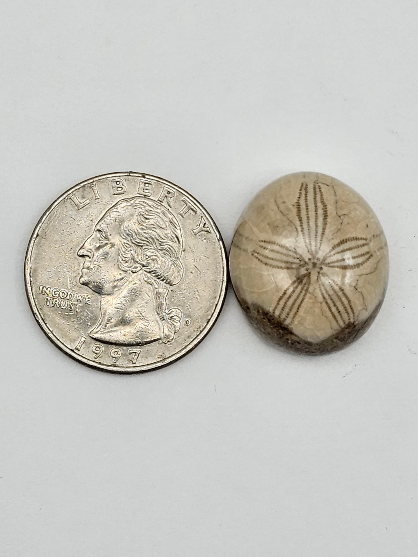 Sand dollar fossil medium