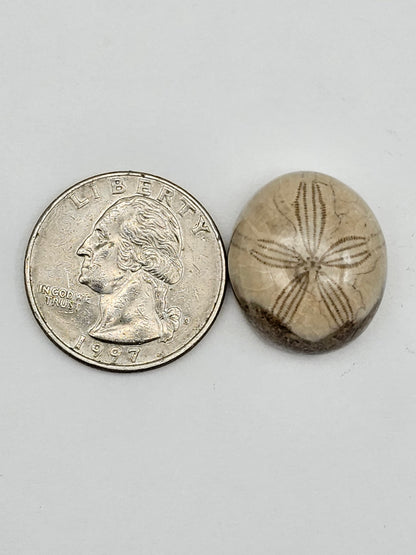 Sand dollar fossil medium