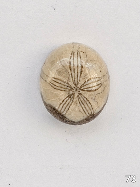 Sand dollar fossil medium