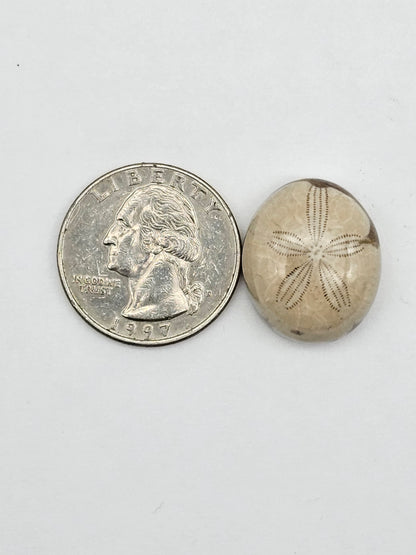 Sand dollar fossil medium