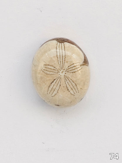 Sand dollar fossil medium