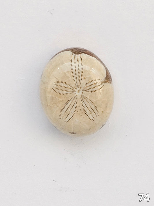 Sand dollar fossil medium