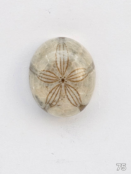 Sand dollar fossil medium