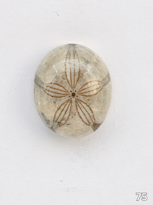 Sand dollar fossil medium
