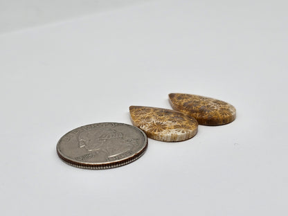 Fossilized Coral pair