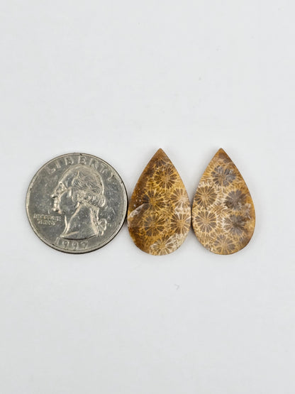 Fossilized Coral pair