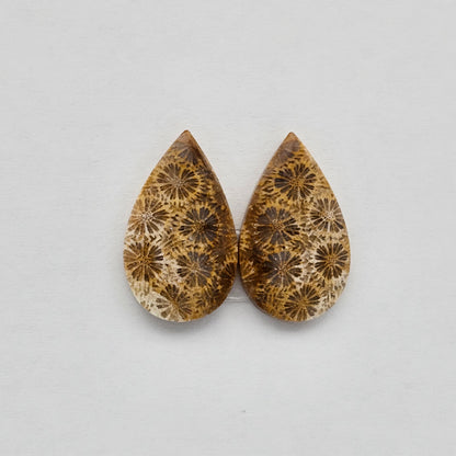 Fossilized Coral pair