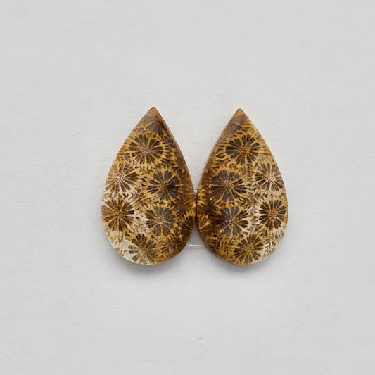 Fossilized Coral pair