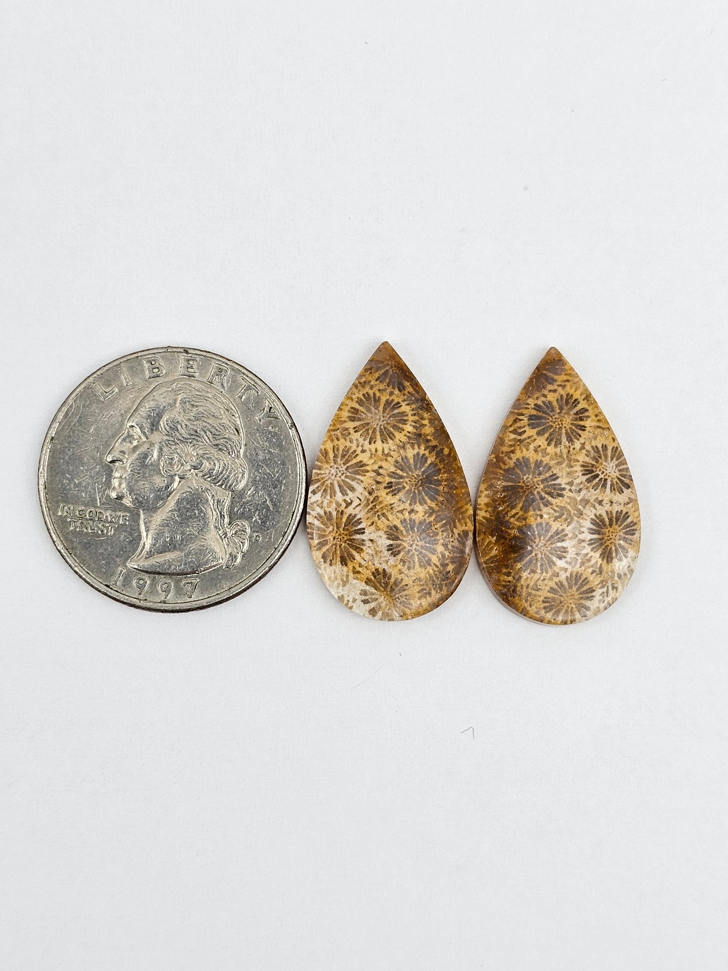 Fossilized Coral pair