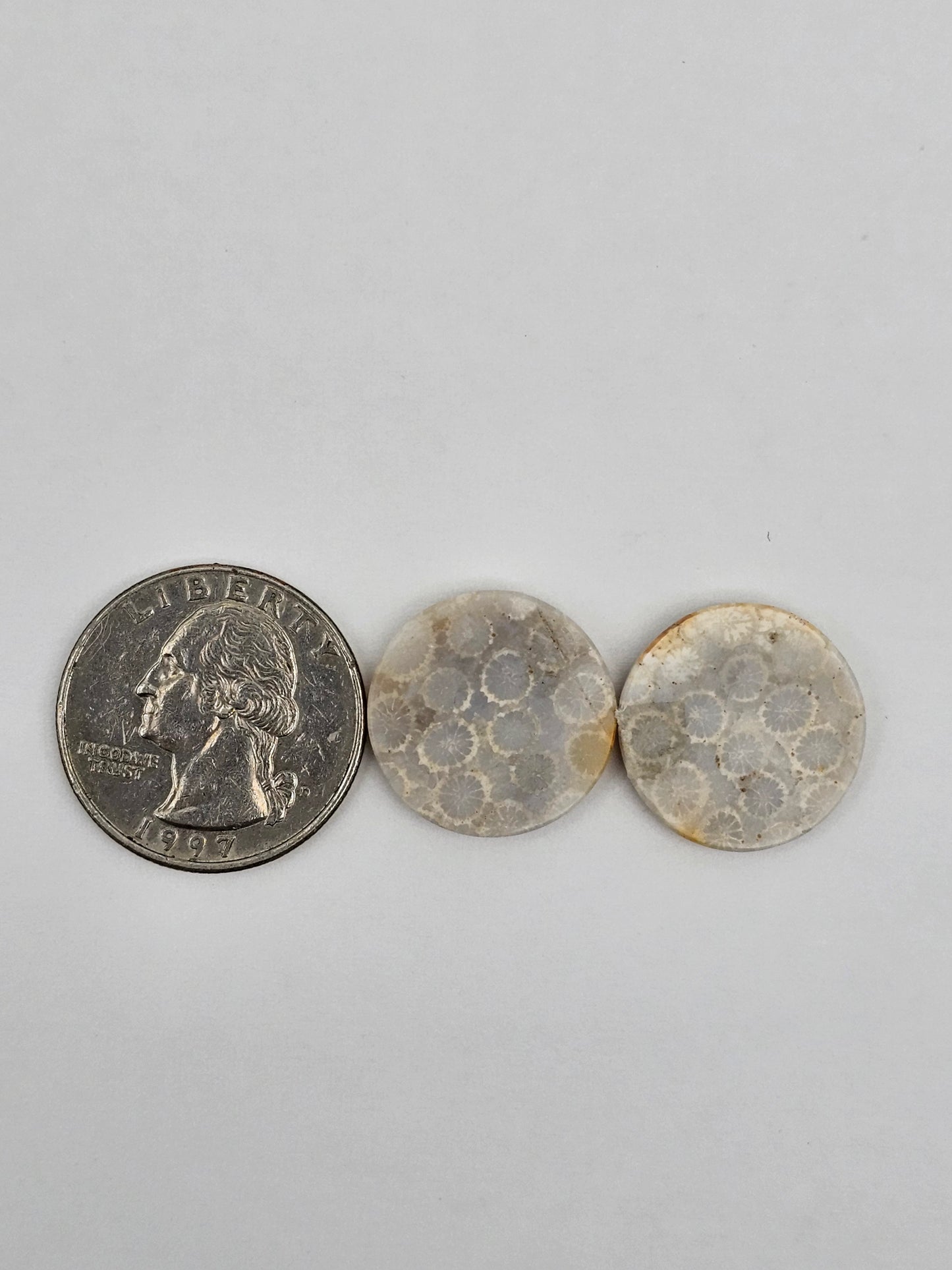 Fossilized Coral pair