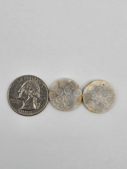 Fossilized Coral pair