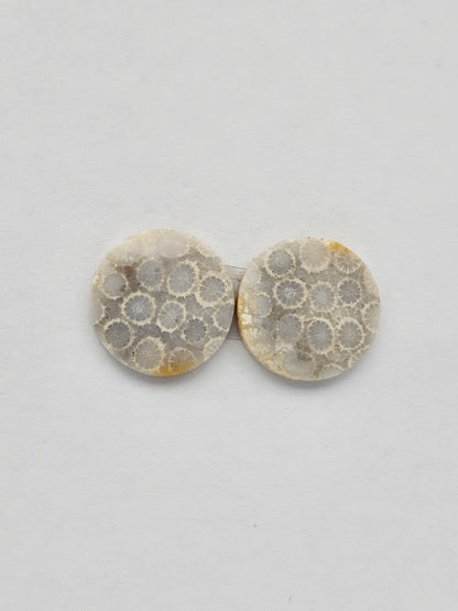 Fossilized Coral pair