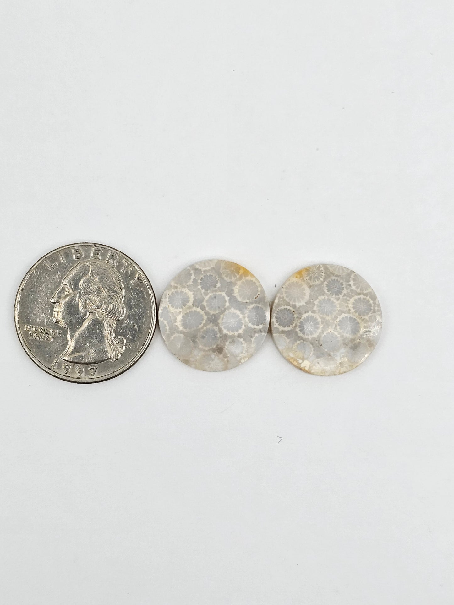Fossilized Coral pair