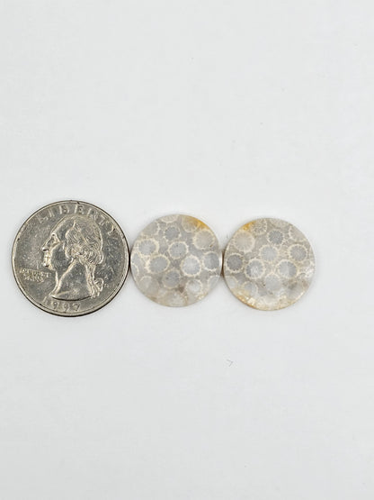 Fossilized Coral pair