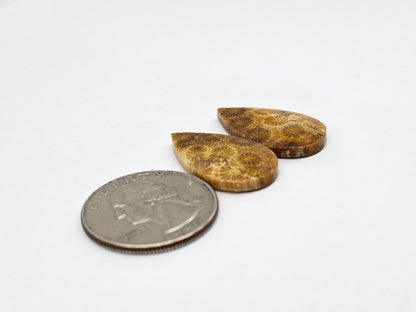 Fossilized Coral pair