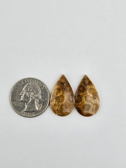 Fossilized Coral pair