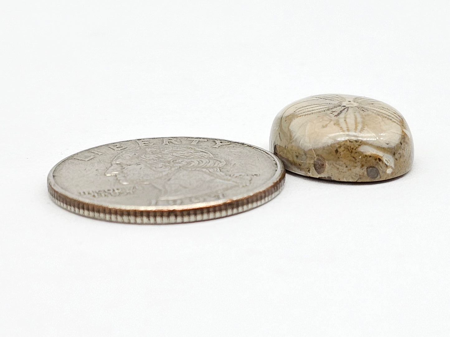 Sea Urchin (Sand Dollar) Fossil Cabochon – Mexican Echinoid