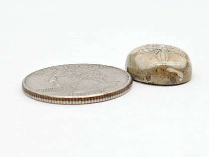 Sea Urchin (Sand Dollar) Fossil Cabochon – Mexican Echinoid