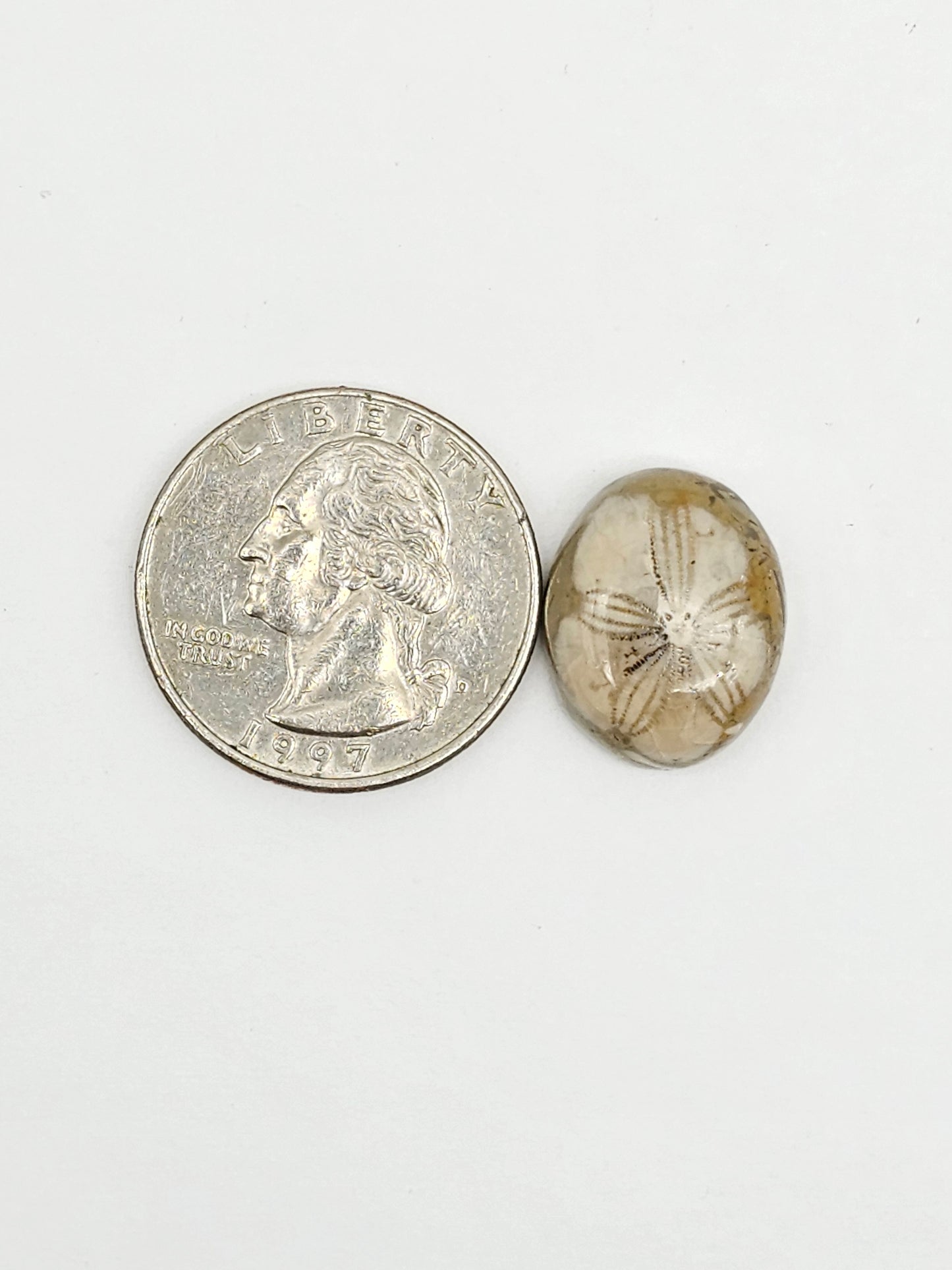Sea Urchin (Sand Dollar) Fossil Cabochon – Mexican Echinoid