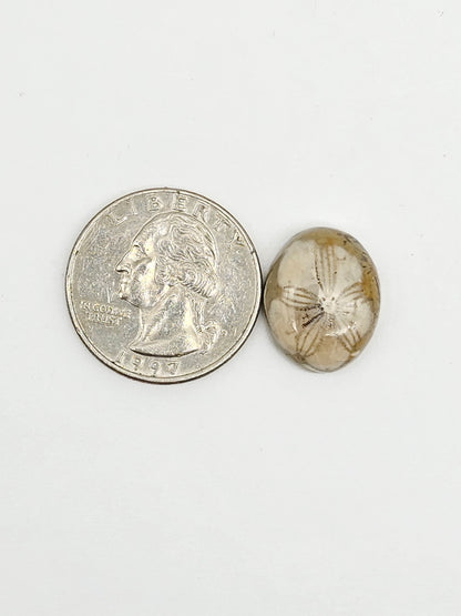 Sea Urchin (Sand Dollar) Fossil Cabochon – Mexican Echinoid