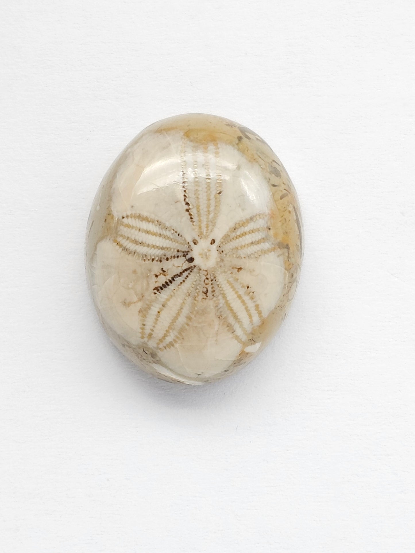 Sea Urchin (Sand Dollar) Fossil Cabochon – Mexican Echinoid