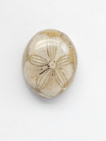 Sea Urchin (Sand Dollar) Fossil Cabochon – Mexican Echinoid
