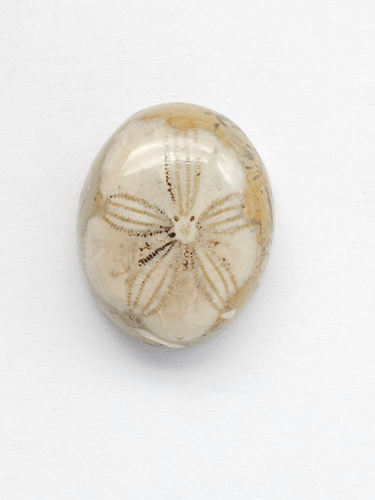 Sea Urchin (Sand Dollar) Fossil Cabochon – Mexican Echinoid