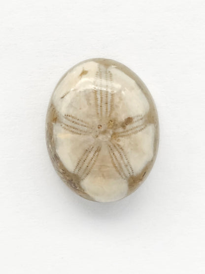 Sea Urchin (Sand Dollar) Fossil Cabochon – Mexican Echinoid