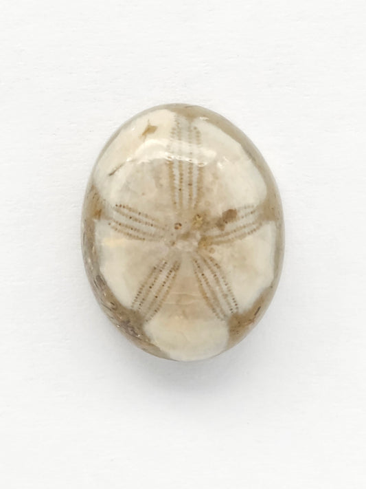 Sea Urchin (Sand Dollar) Fossil Cabochon – Mexican Echinoid