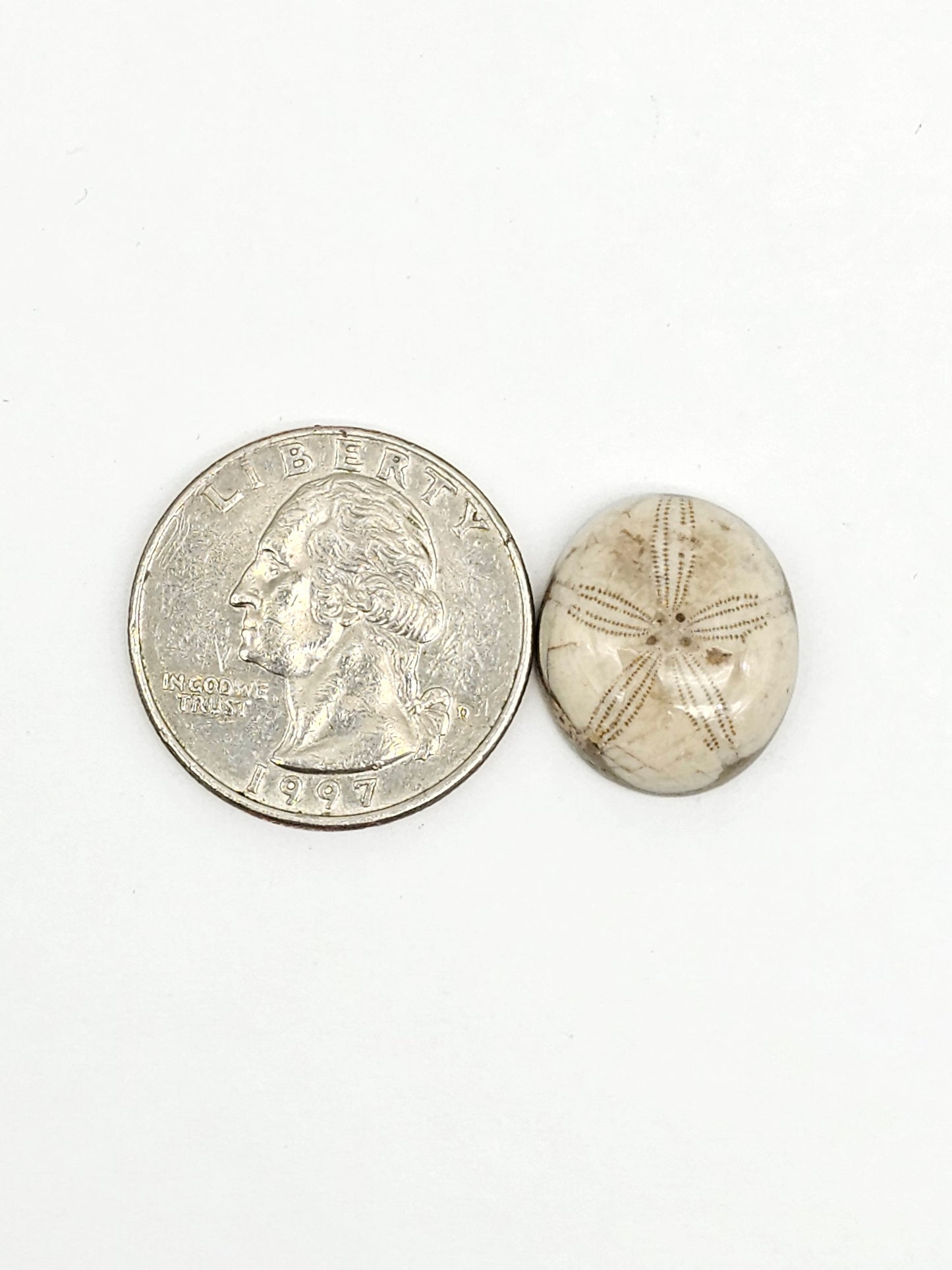 Sea Urchin (Sand Dollar) Fossil Cabochon – Mexican Echinoid