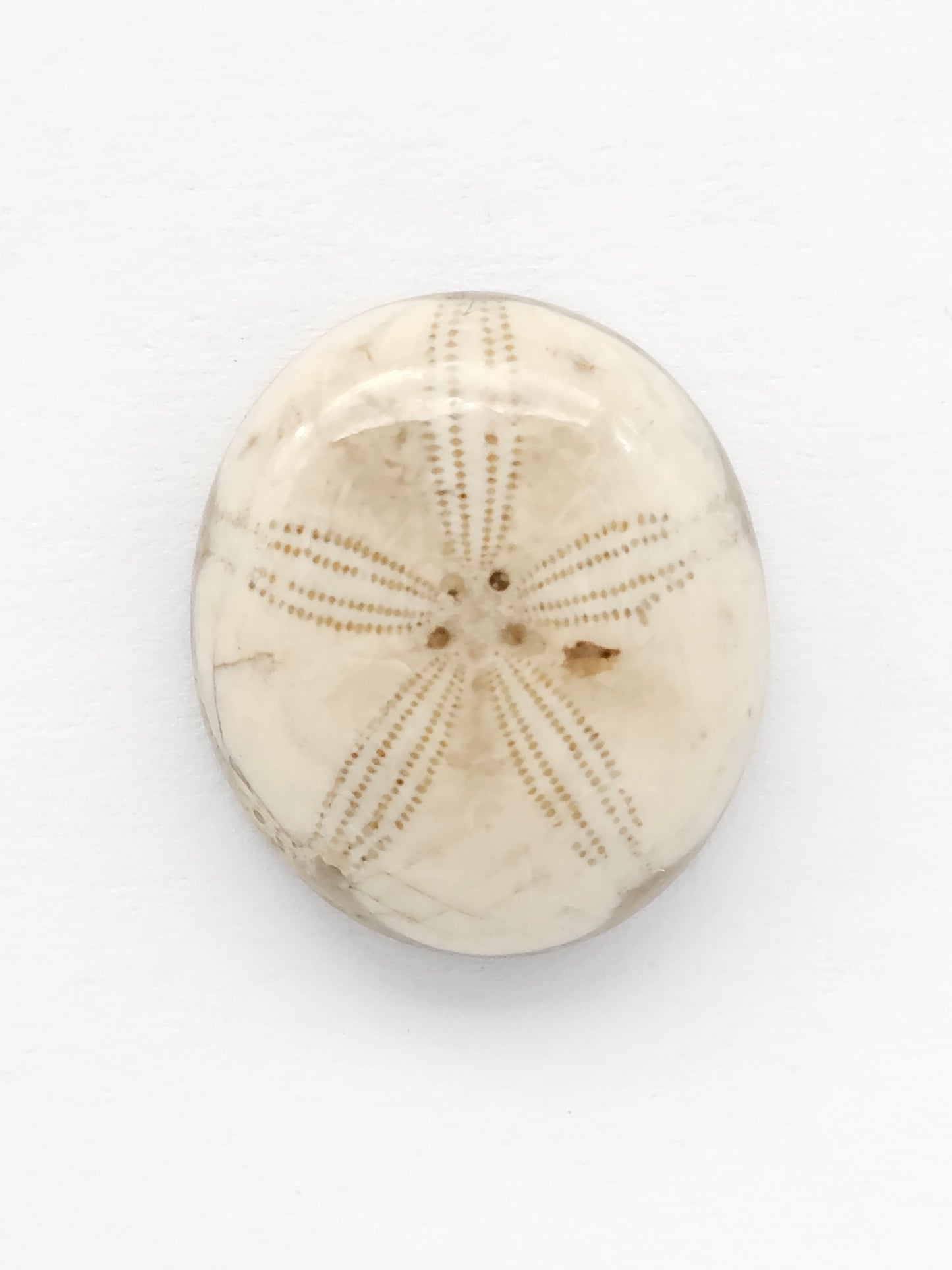 Sea Urchin (Sand Dollar) Fossil Cabochon – Mexican Echinoid